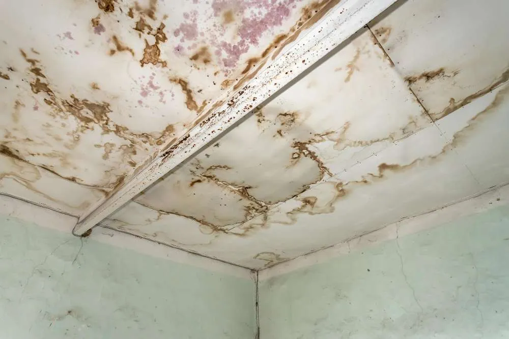 Water damage stains appearing on interior roof with mold growth setting in.