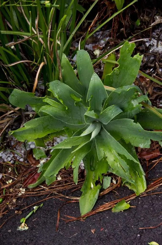 A hosta with ripped leaves from hail damage.